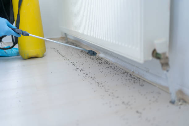 Professional Pest Control in Ukiah, CA