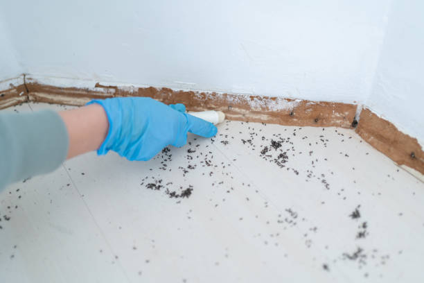 Best Cockroach Control Services  in Ukiah, CA